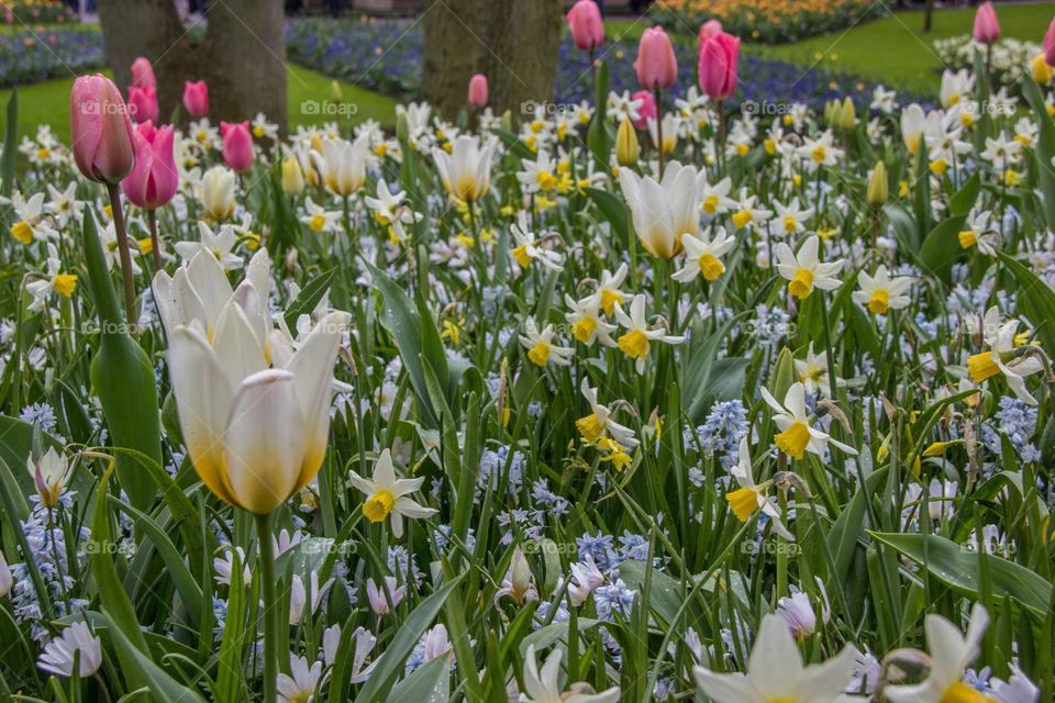 Tulips in the rain 