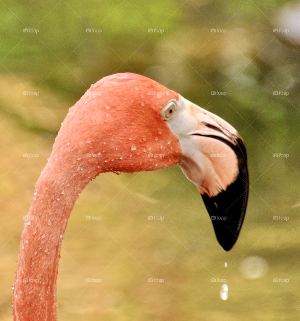 Flamingo closeup with water dripping from beak