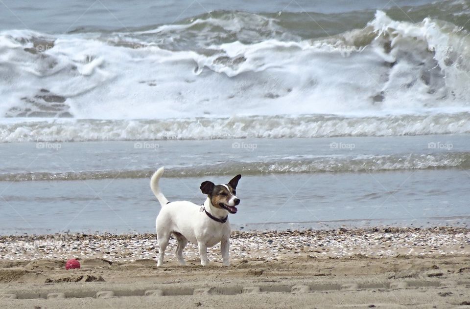 Jack Russell plays at the beach