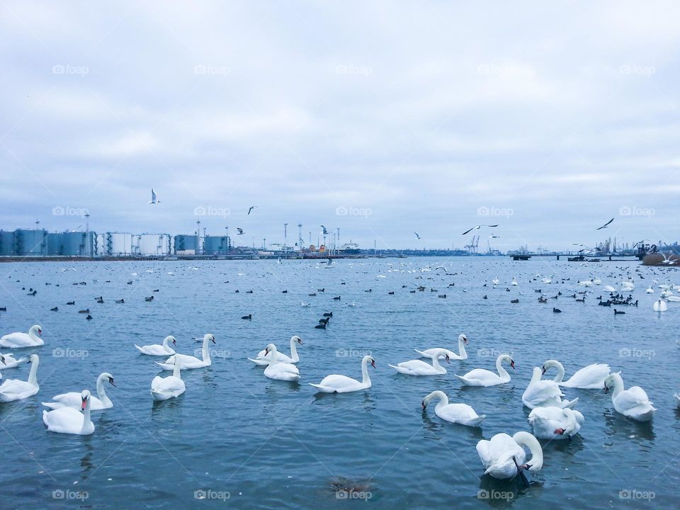 swans and ducks in the lake