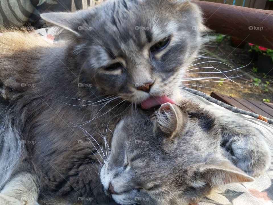 sweet best friends, unique Bond of pets, two gray fur color cats snuggle and kiss, pink tongue licks fur