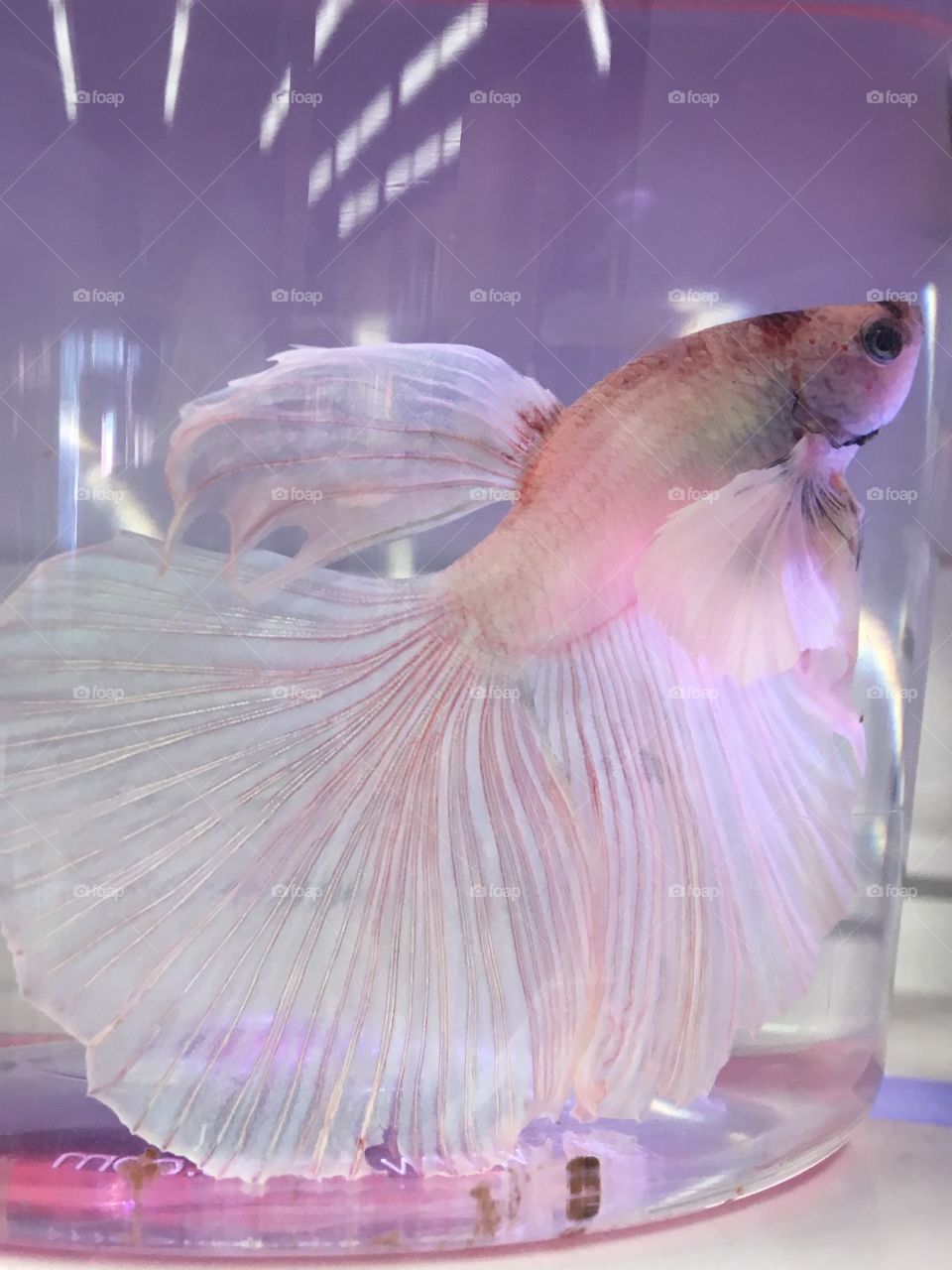 Beautiful pastel fan of a Siamese killer fish