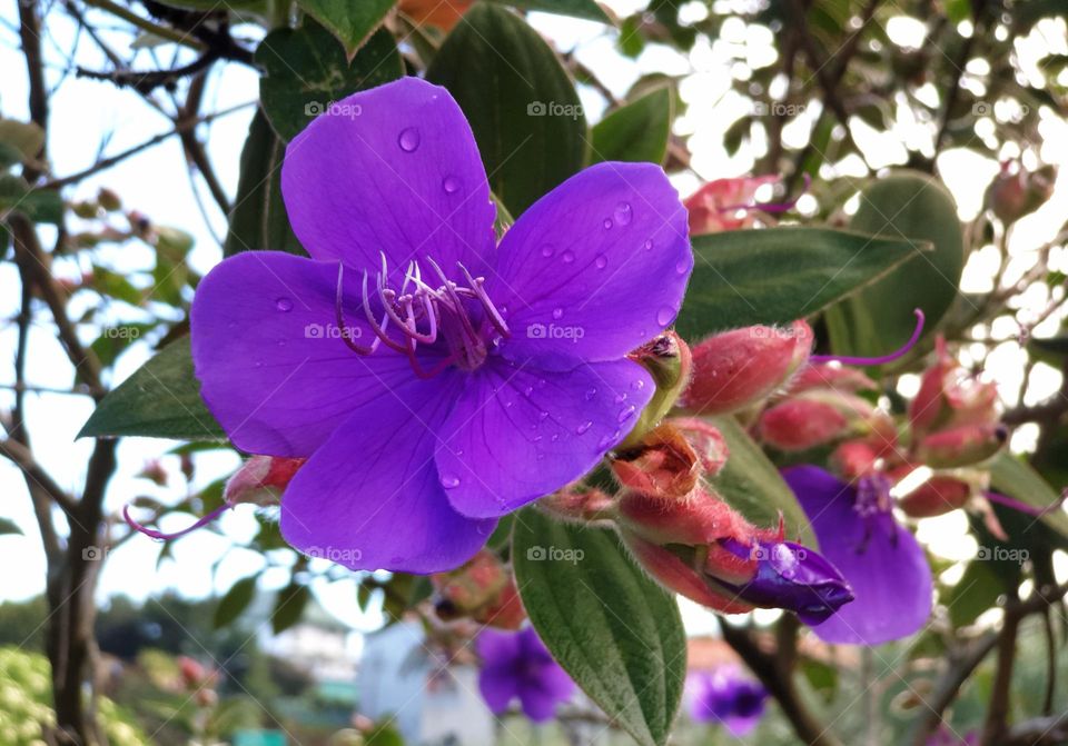 purple wild flowers