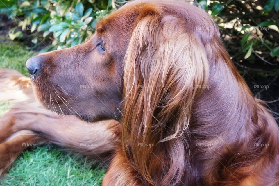 Red Setter Dog Portrait Star in the garden