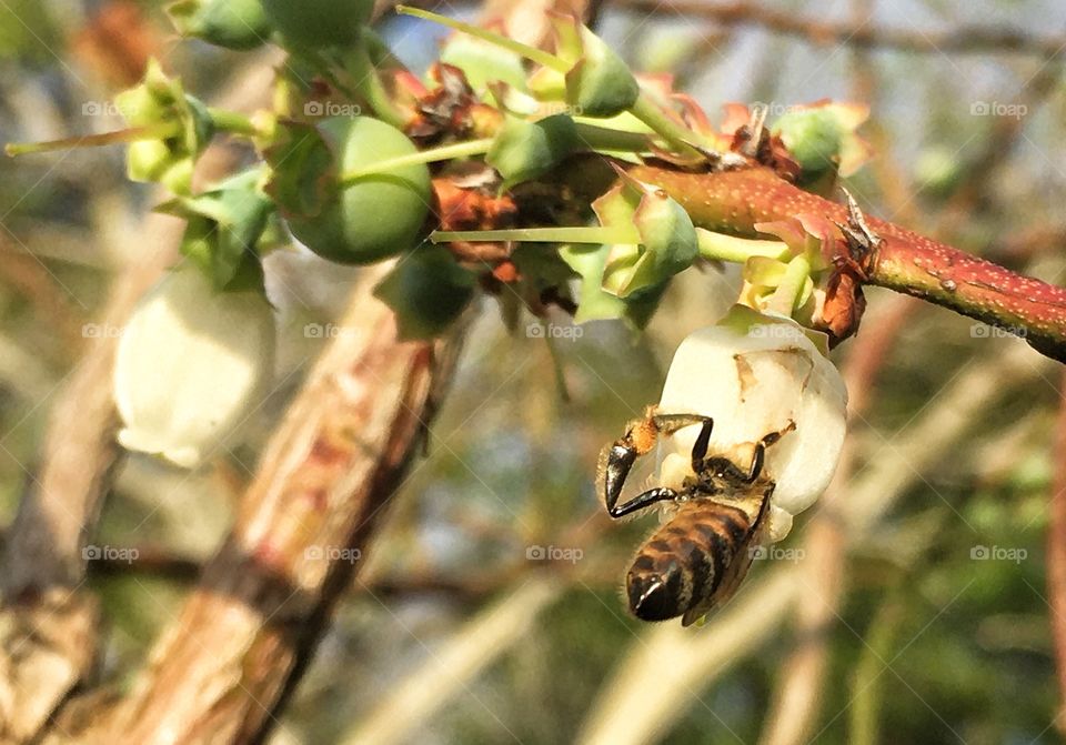 Honey bee climbing real deep in a blueberry flower 