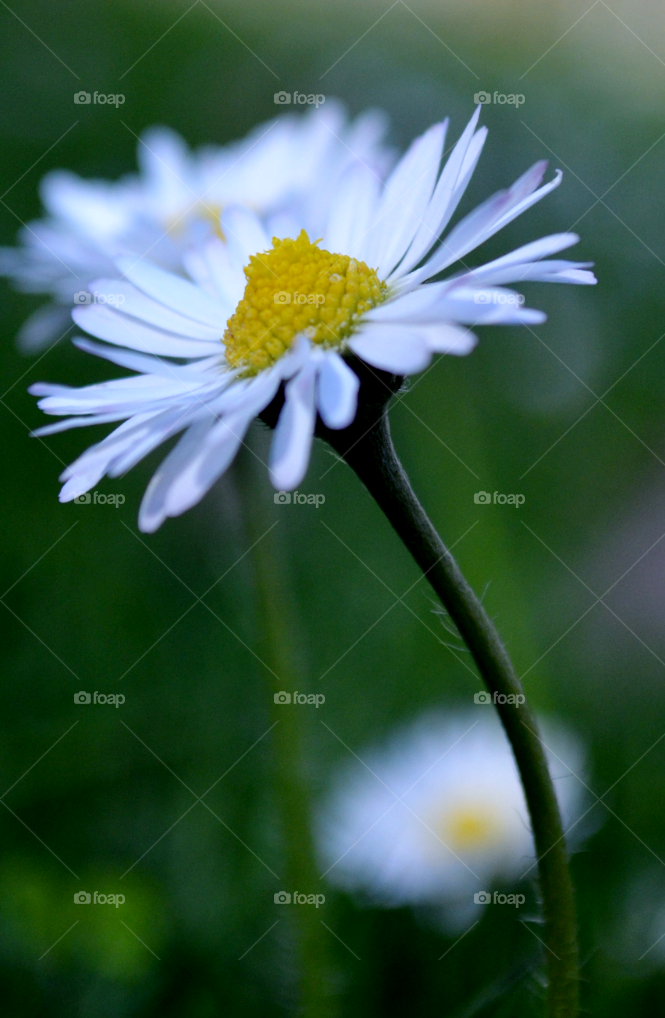 wildflowers