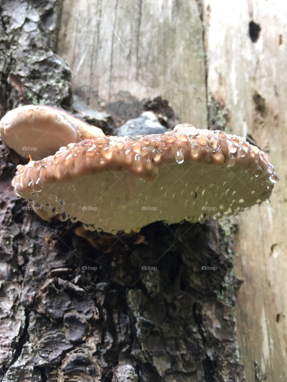 Ticka svamp, Polypore fungus, mushrooms , Getåravinen Nature Reserve

