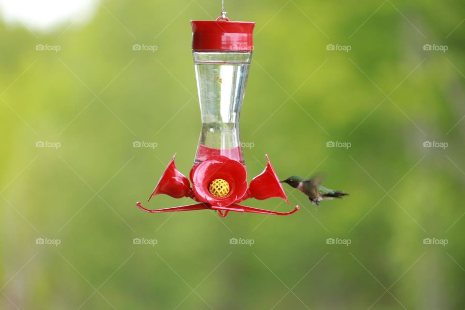 Hummingbird and feeder