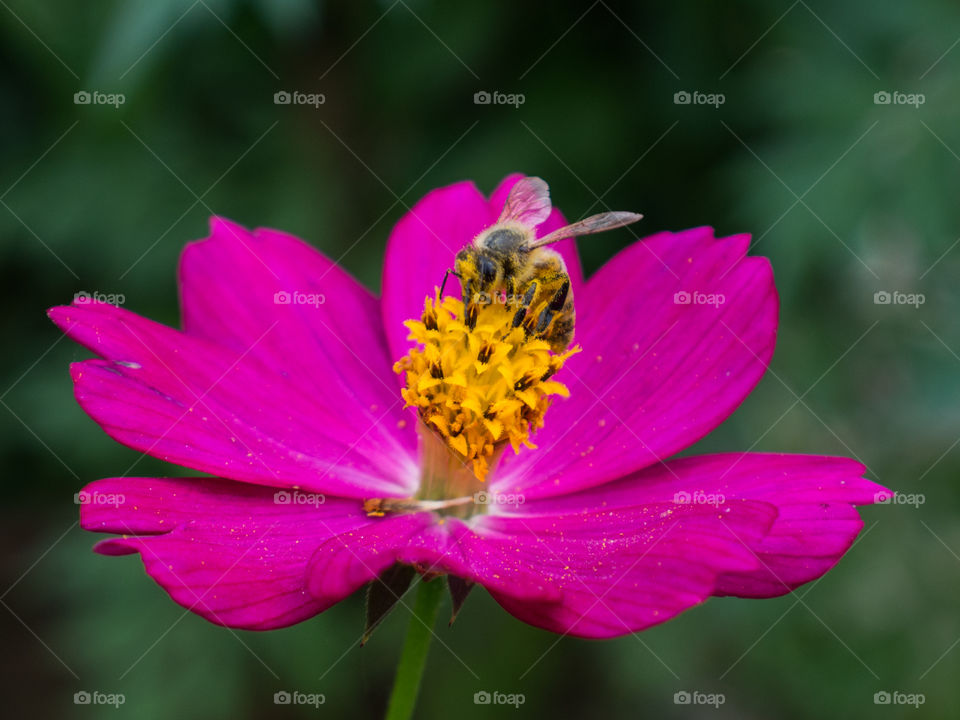 Bee with polen flower