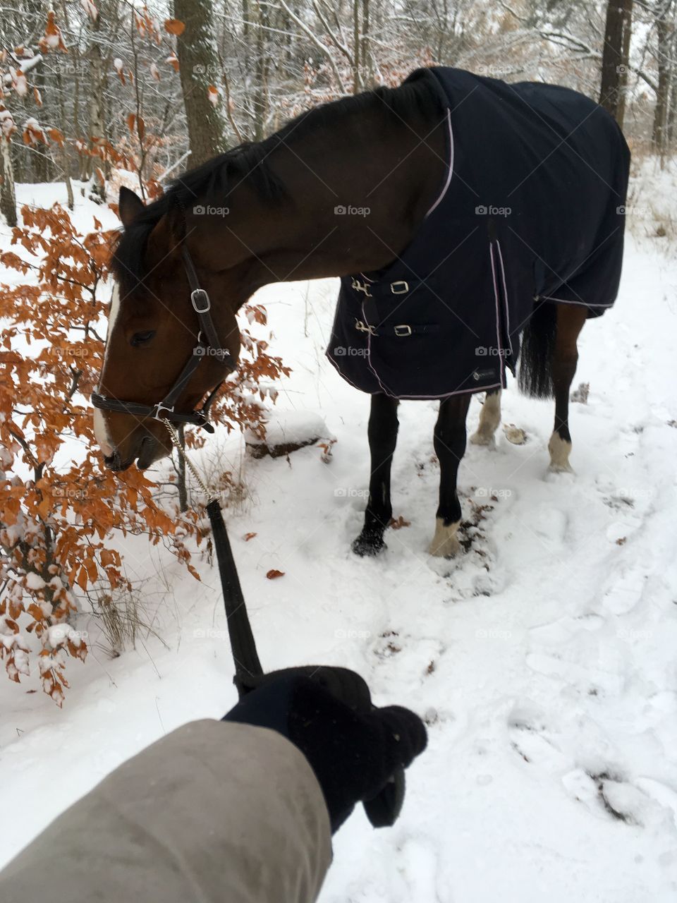 Horse that rather wants to eat than take a walk in snowy landscape
