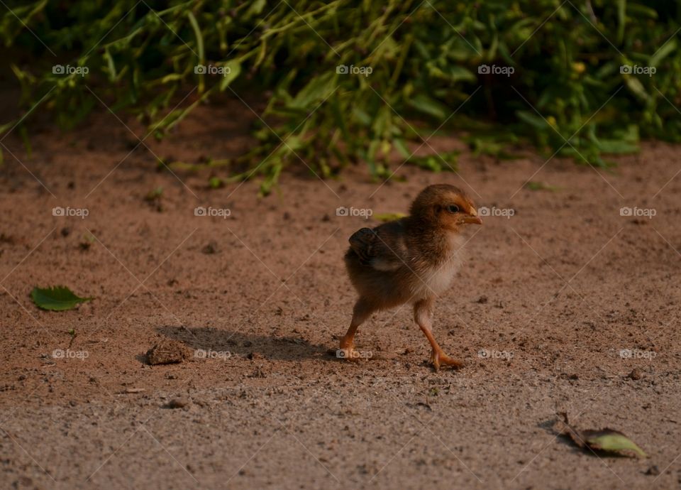 cute chick face