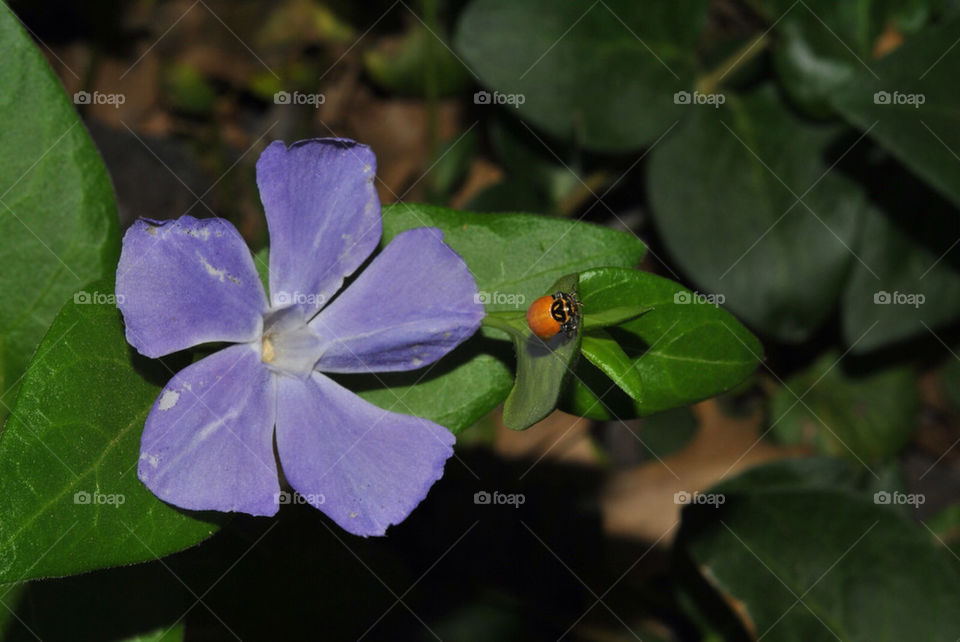 flowers macro purple orange by ricco105