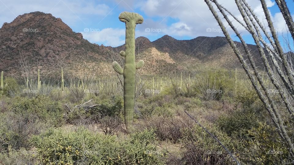 Rare cresent saguaro cactus