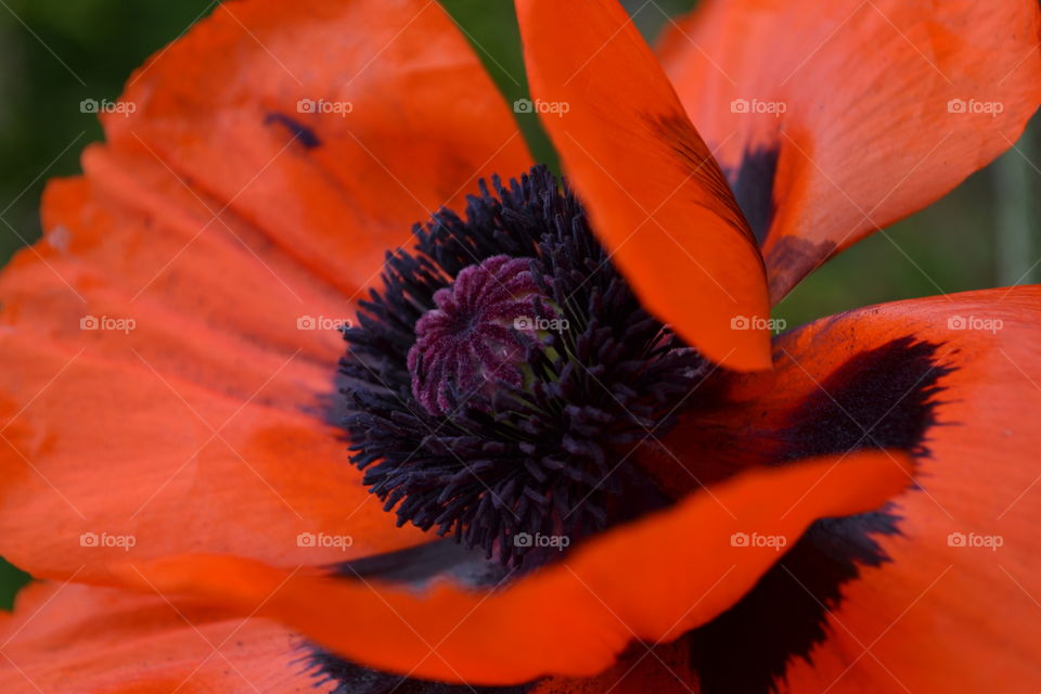 Close up of a flower