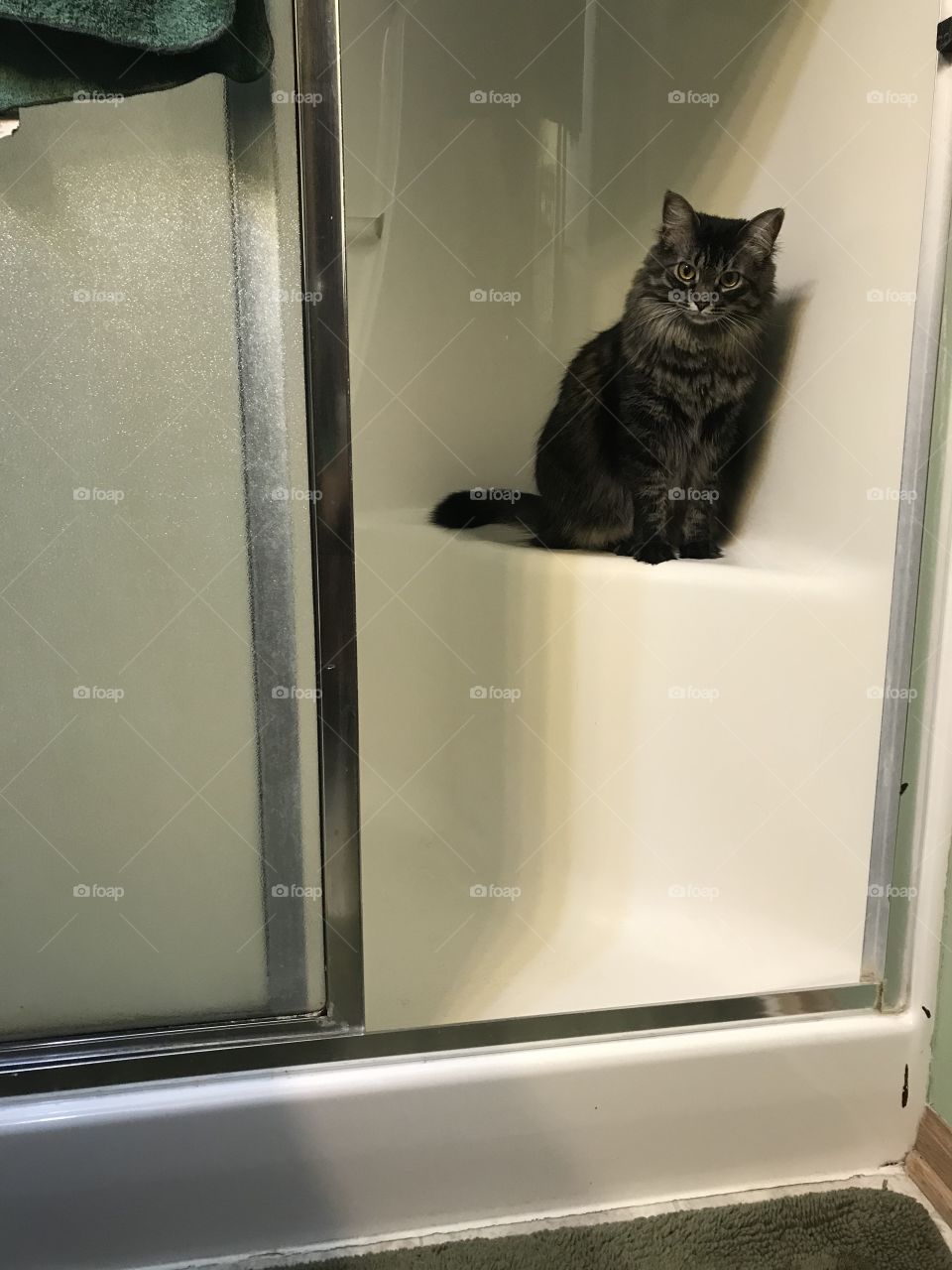 Cat sitting in shower 
