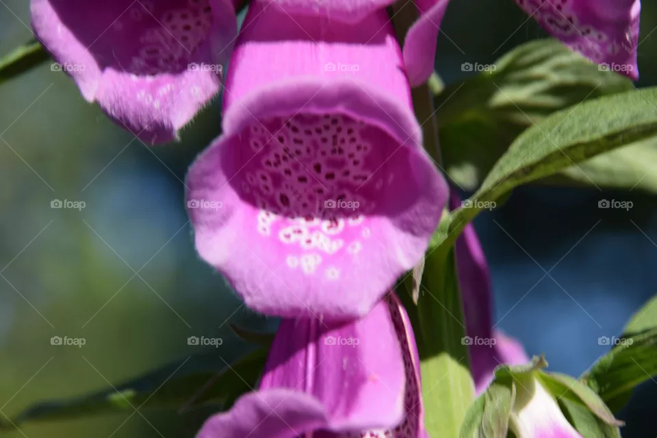 Wildflower