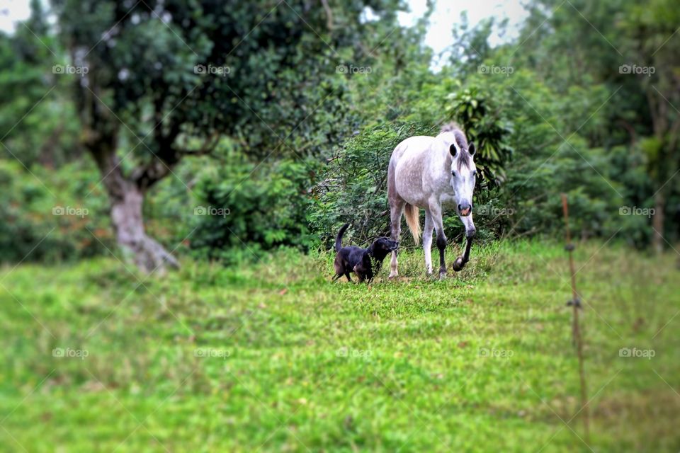 dog and horse. Nuevo Arenal, Costa Rica