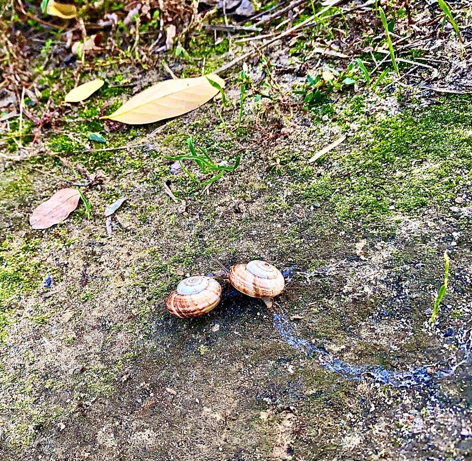 #snails on a walk #