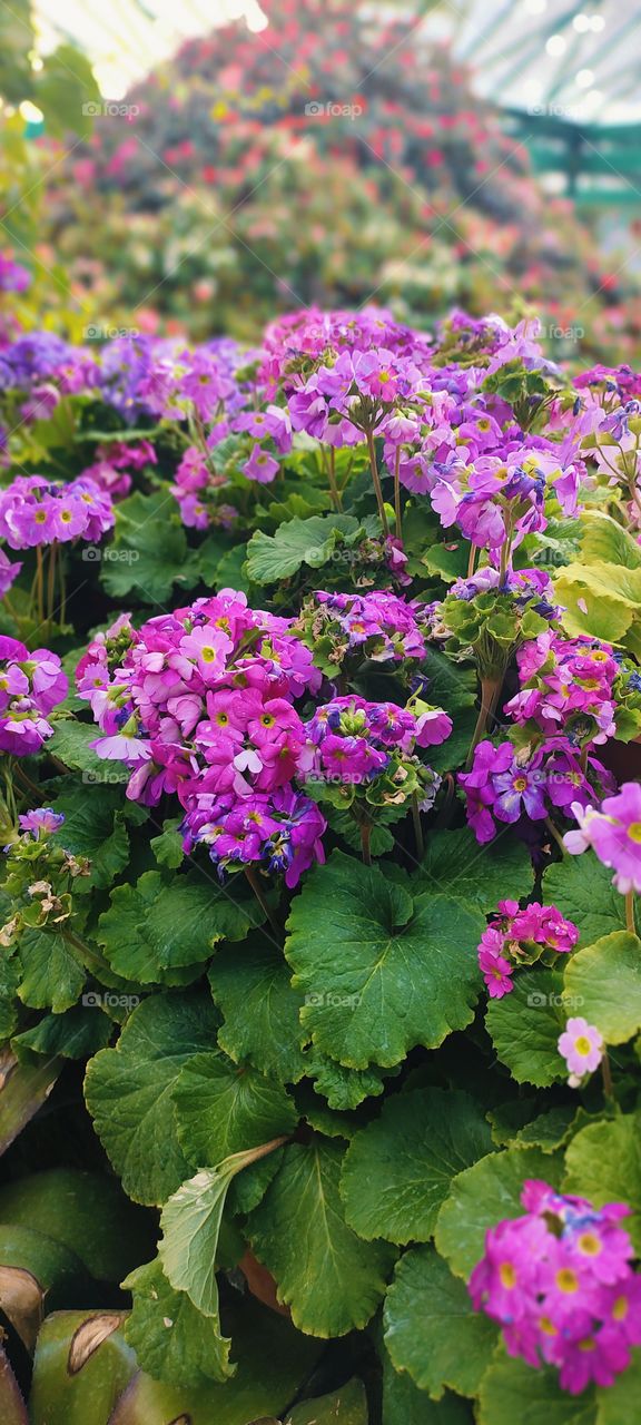 pink primula siebold