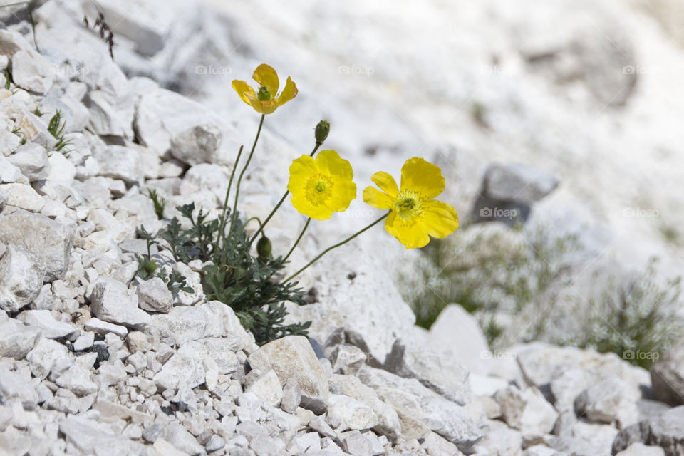 Yellow flowers in the Alps