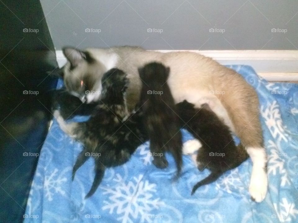 Mama cat