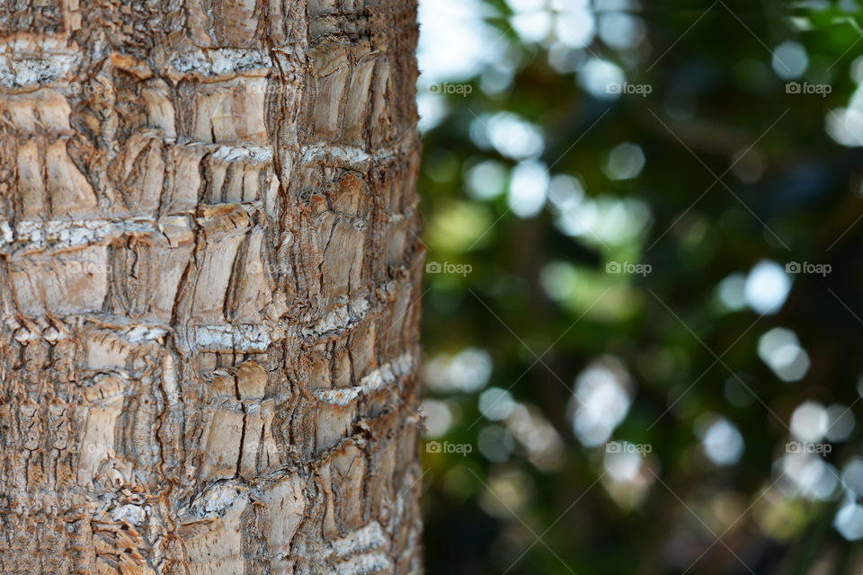 Tree trunk - Selective focus with green natural leaves bokeh blurred background. Copy space.