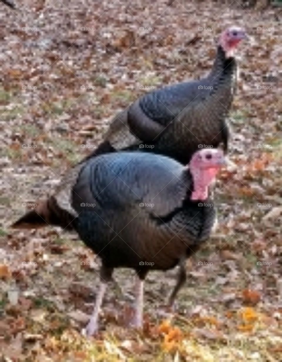 Wild turkeys on casual walkabout during a crisp Autumn afternoon on Cape Cod.