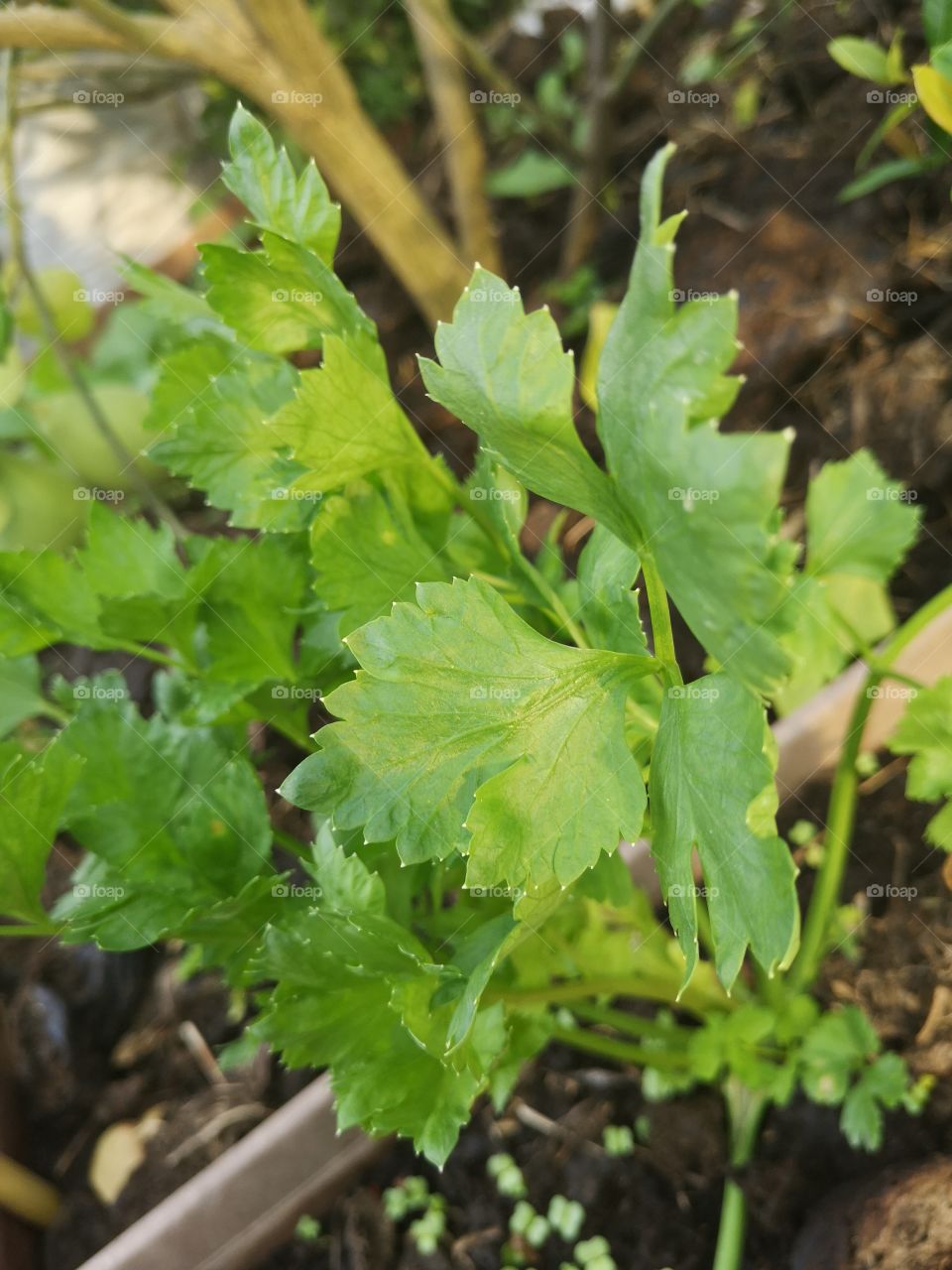 Celery​ Vegetables​