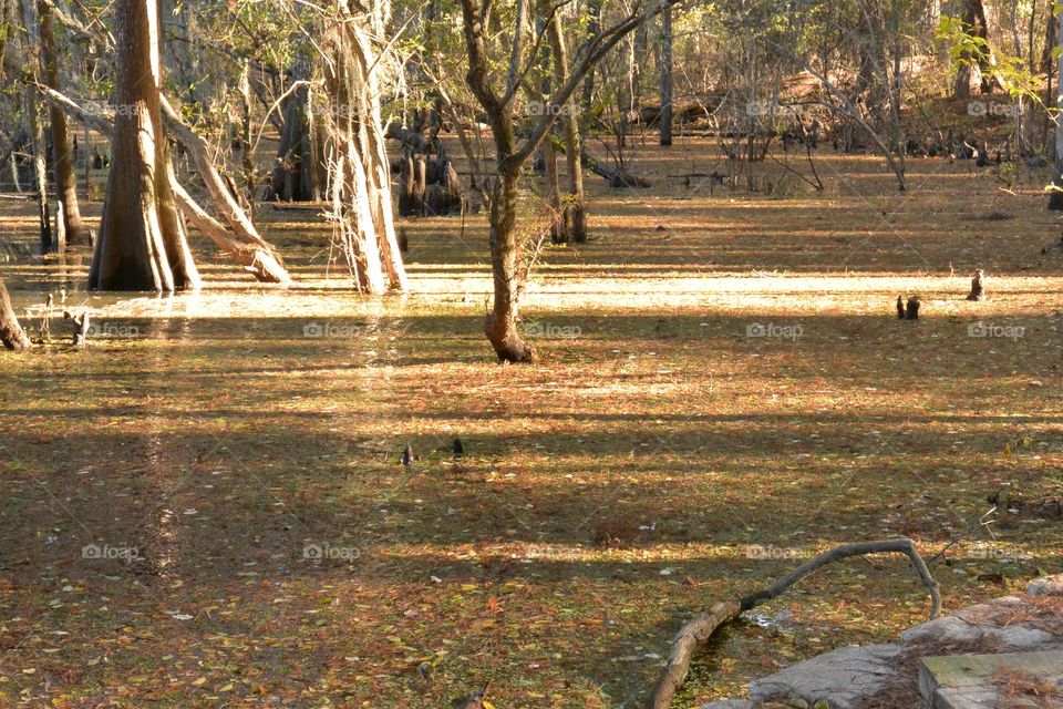 Trees in forest