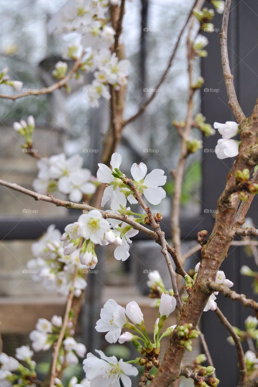 Apple tree blossom