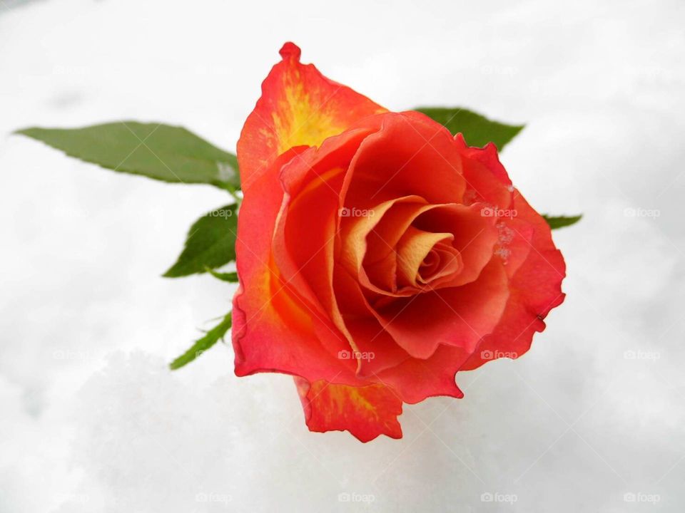 rose flower on snow