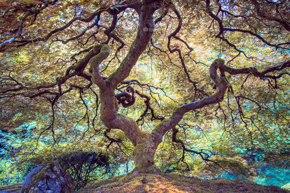 Tree, Nature, Fall, Wood, Leaf