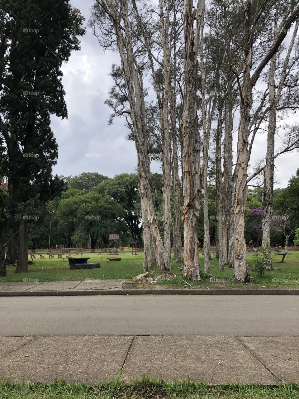 Park landscape in autumn mood 