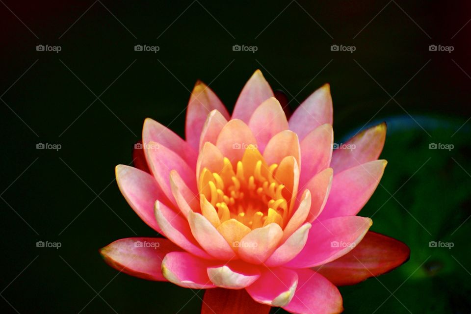 Beautiful Lilly in the pond. 