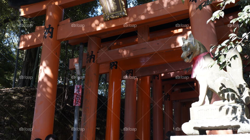 Huge tori gates line the paths at the Fushimi-inari shrine in Kyoto, Japan