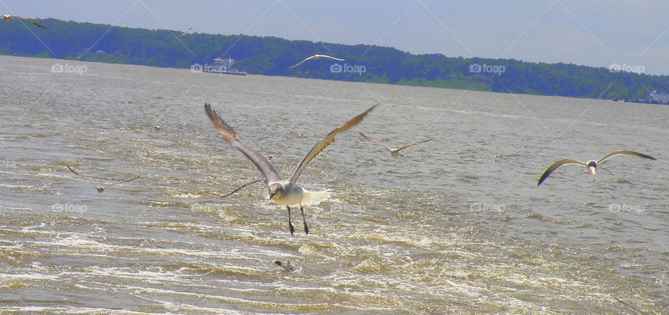 Seagull in flight