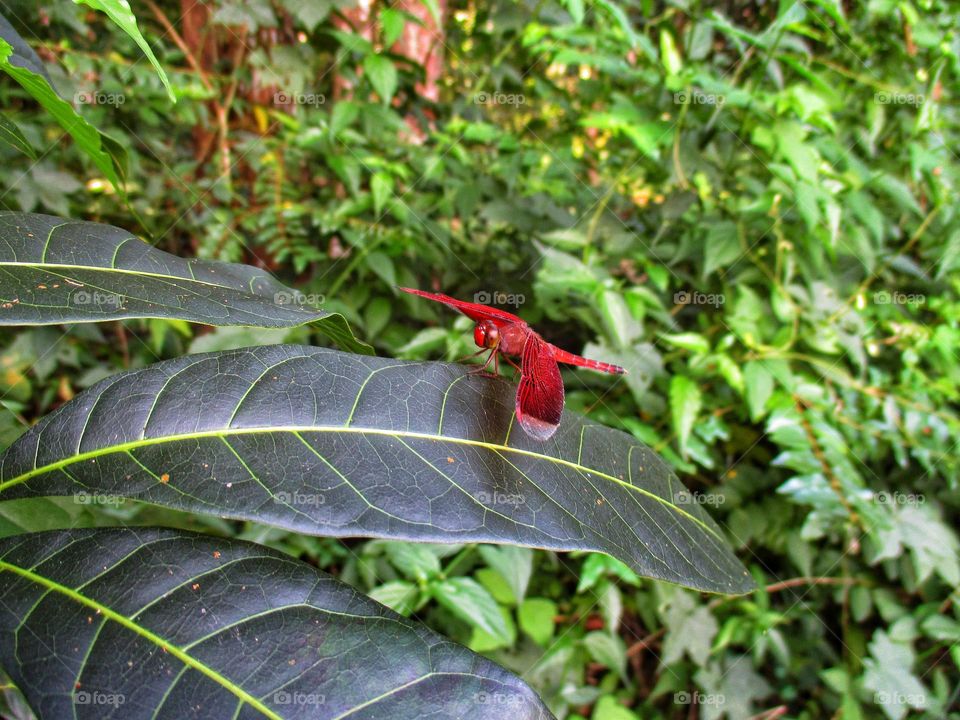 Red dragonfly perched on the leaf.