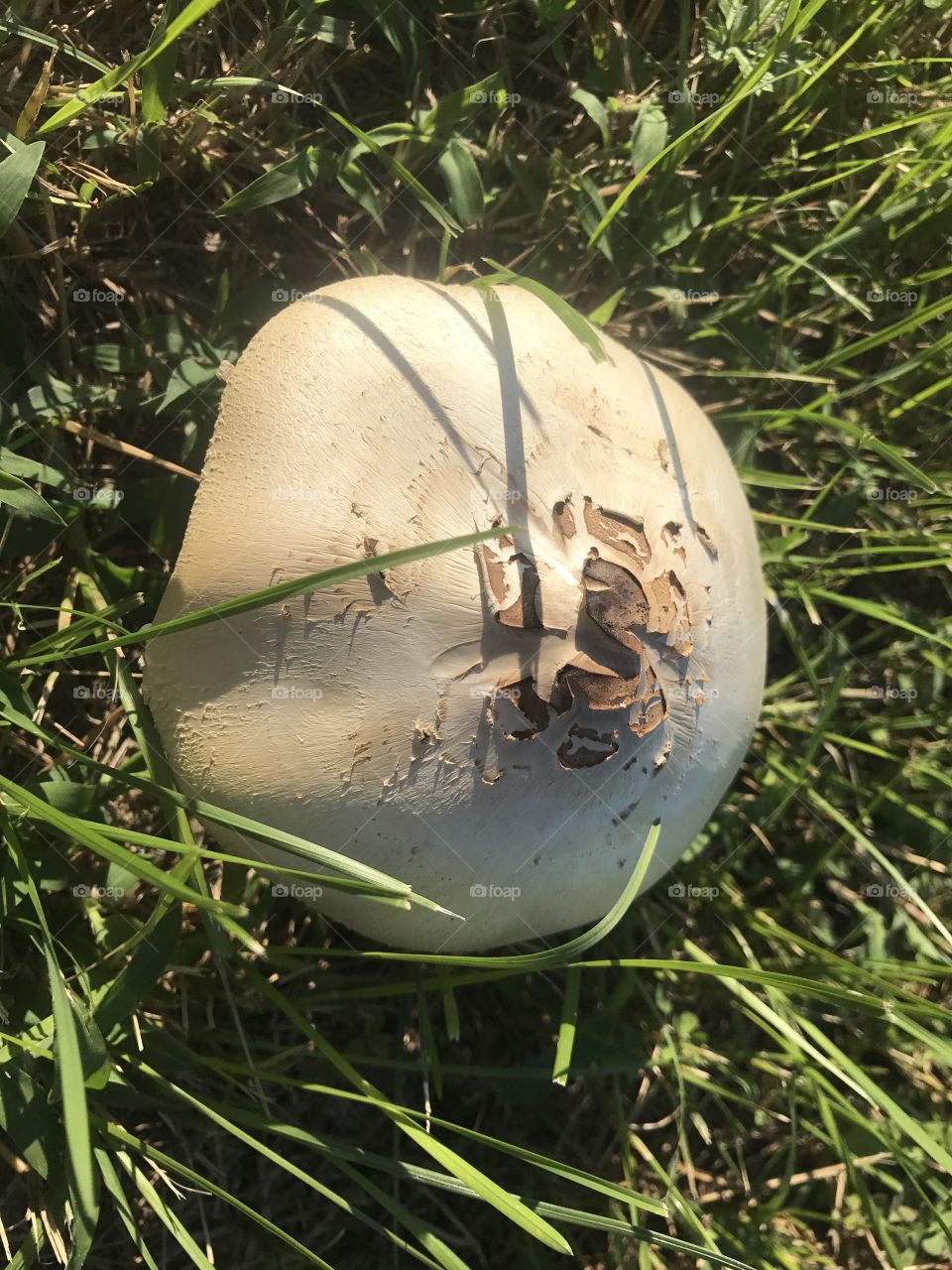 A mushroom with an odd top