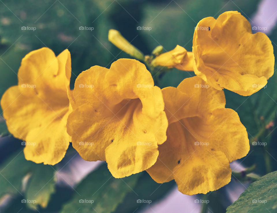 Floral photography - Yellow flower - Yellow elder - Yellow trumpet flower