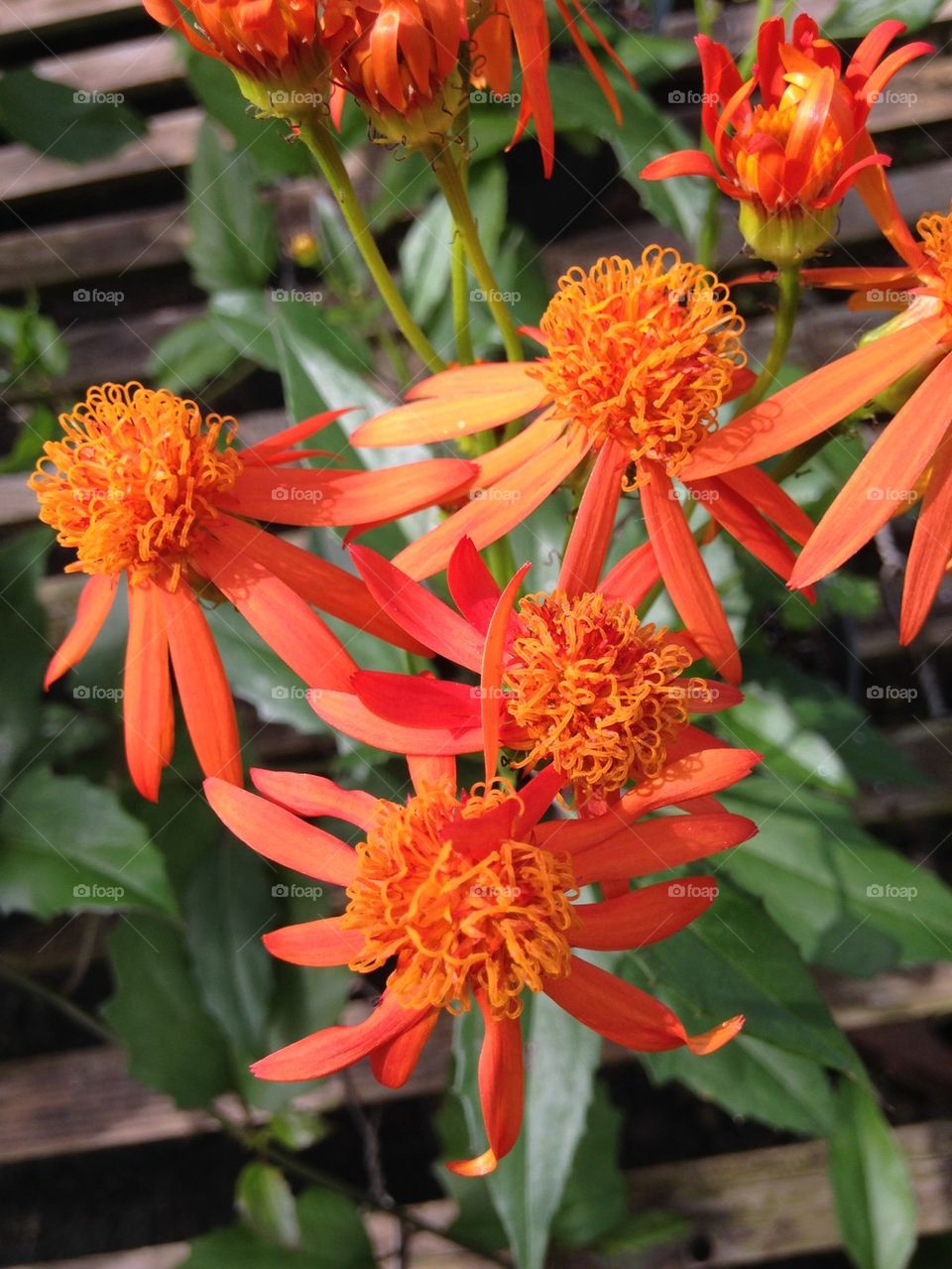 High angle view of orange daisy flowers