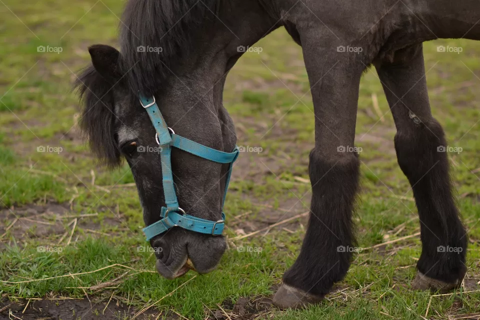 Horses