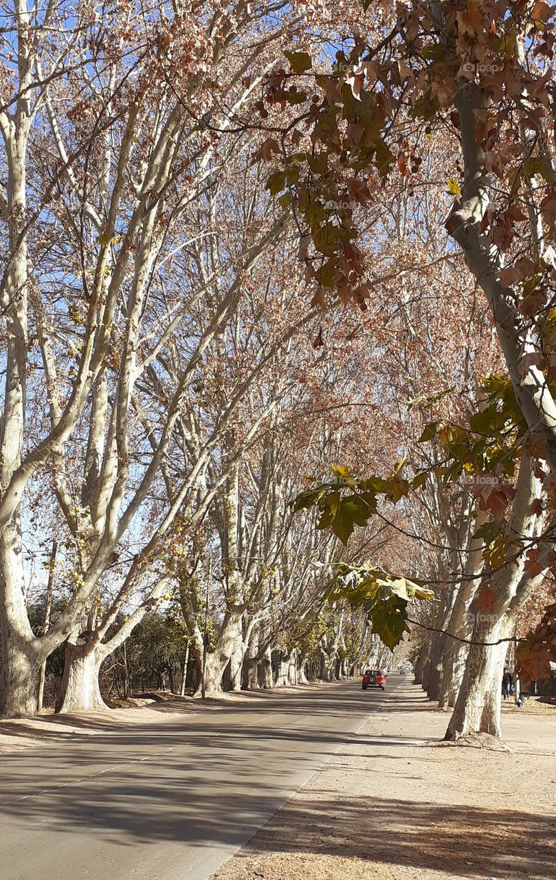 árboles y camino en otoño