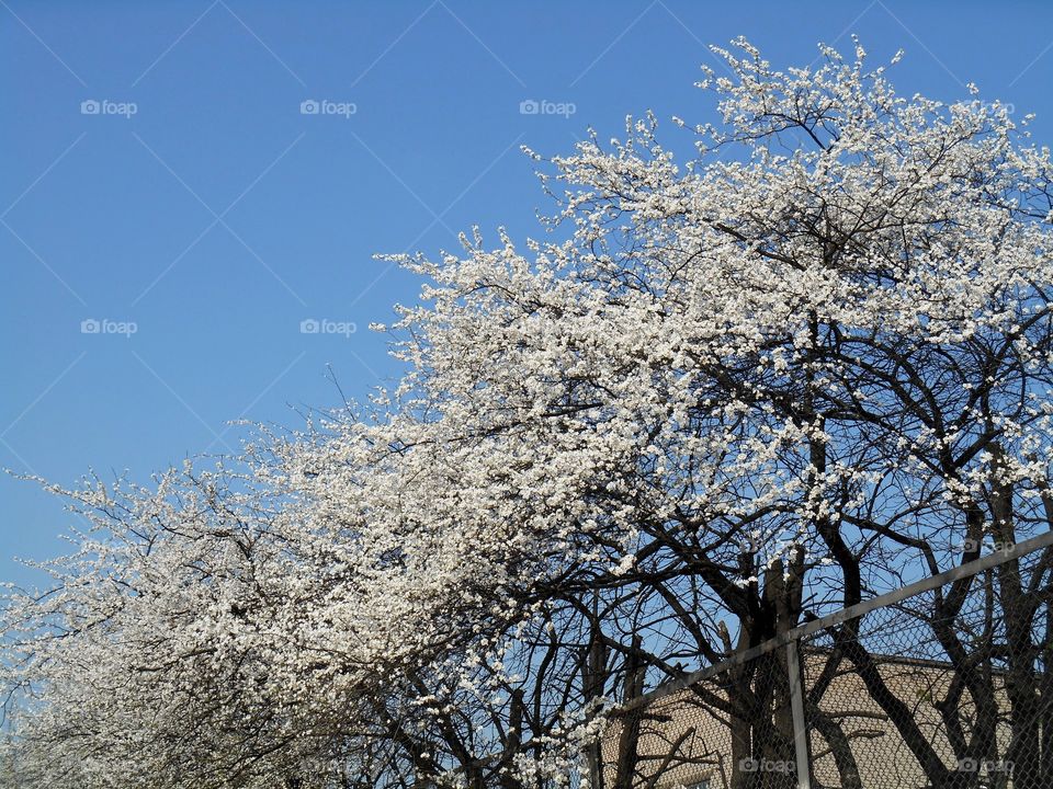 Tree, Branch, Winter, Snow, Frost