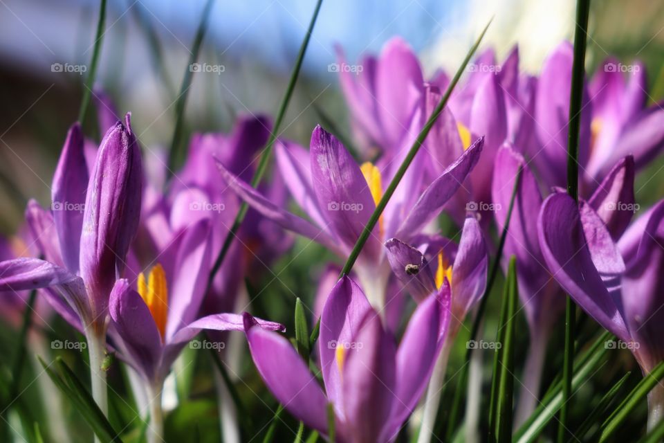Crocus