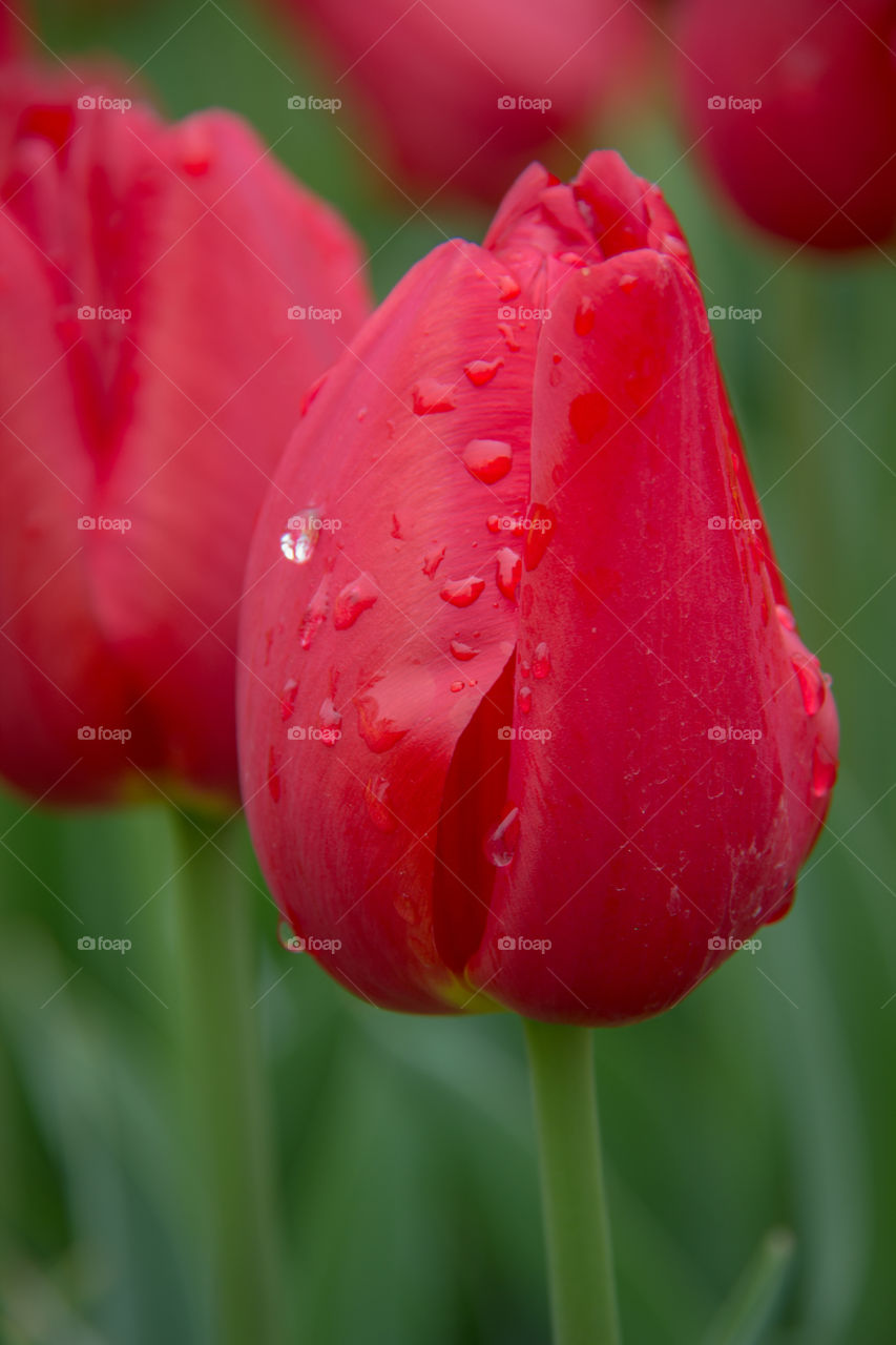 Macro shot of a red tulip