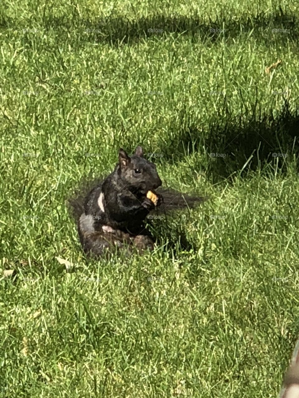 Mr squirrel loves crackers 