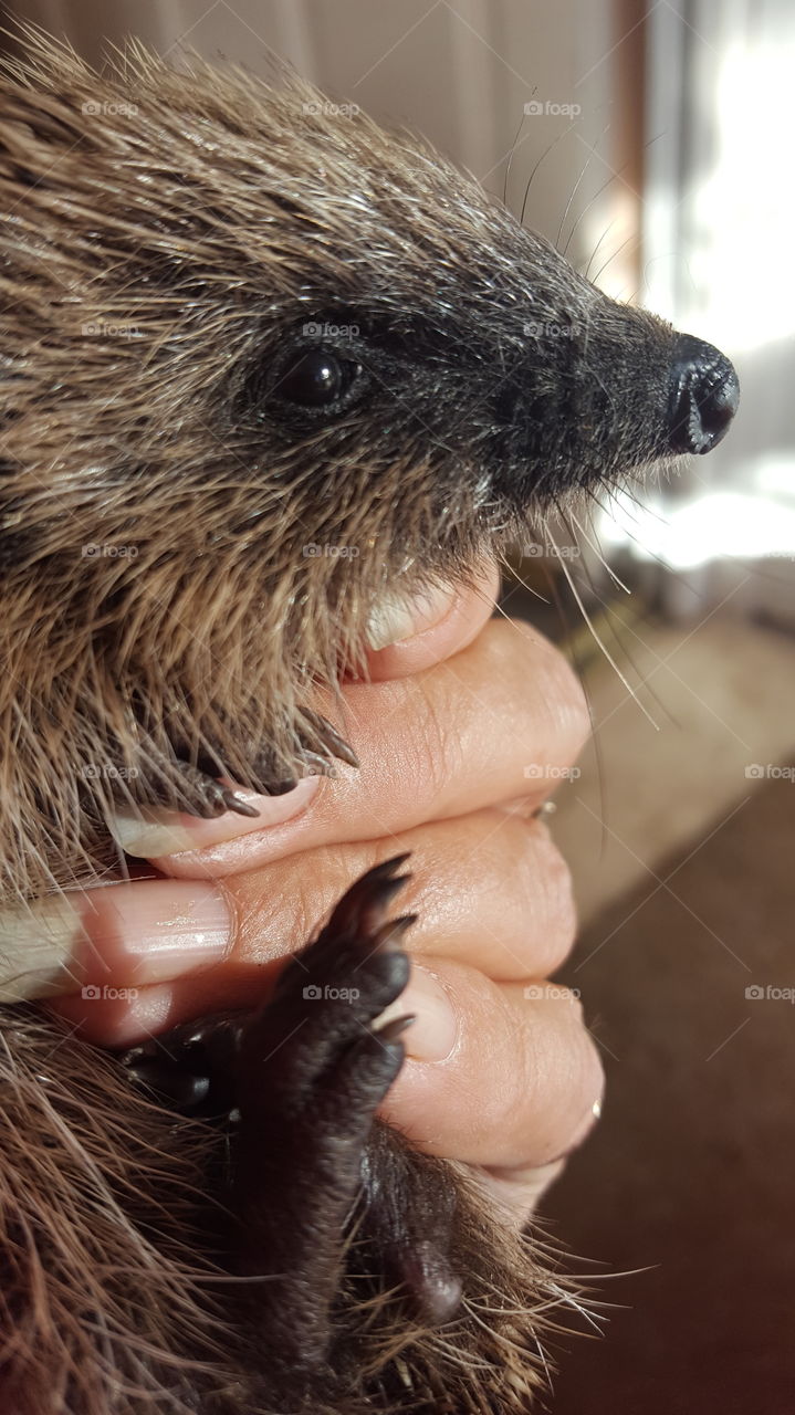 hedgehog baby