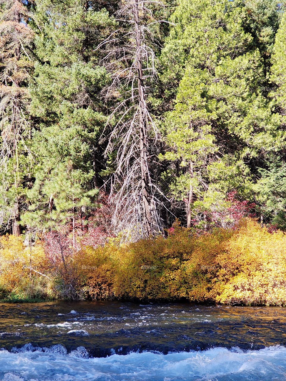 Stunning fall colors on the riverbanks of the turquoise waters of the Metolius River at Wizard Falls in Central Oregon on a sunny autumn morning. 