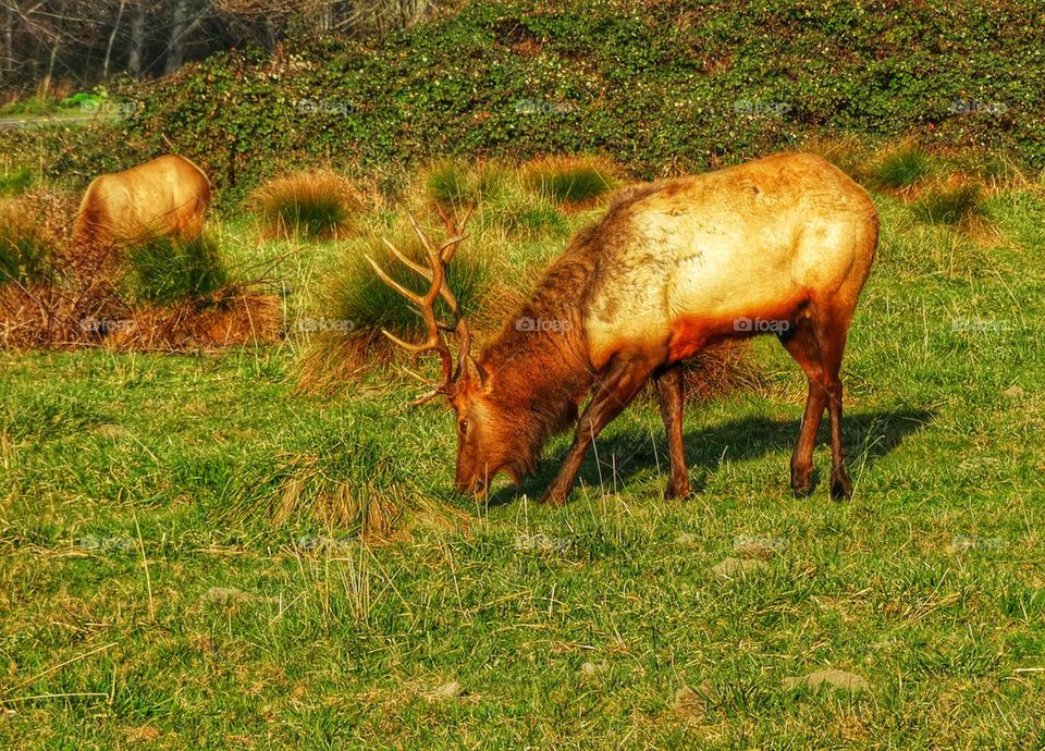 Wild Elk in America