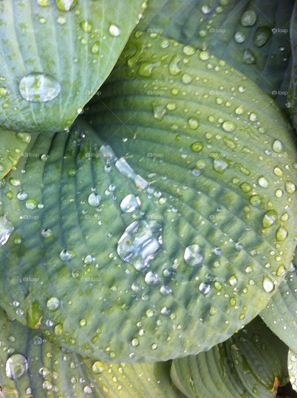 Morningdew raindrops waterpearls leaf green nature
